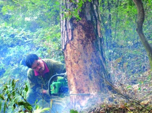 上饒：蟲害威脅云碧峰森林公園松林 林業(yè)廳批準(zhǔn)砍伐