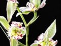 2010.1.29-2.2第三屆國際蘭花茶花博覽會(huì)