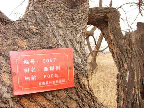 ɽ|ƣ̓(gu)600g 조ǧ驈@ 