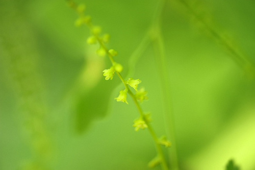 17.薯蕷科薯蕷屬穿山龍（炸魚(yú)拍攝）