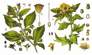 顛茄（左）與天仙子（右），兩種劇毒的茄科植物