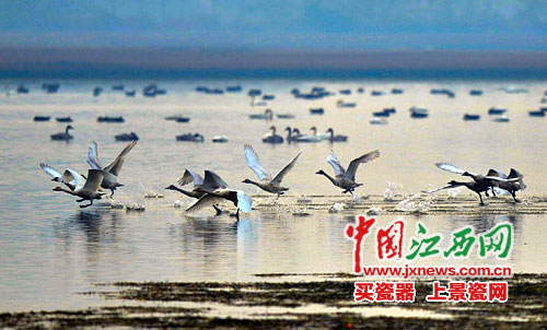 濕地保護(hù) 濕地面積 濕地保護(hù)率