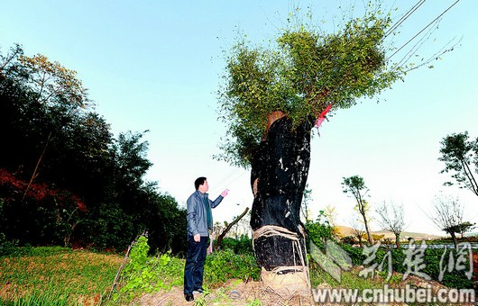 23日，一株有800余年樹(shù)齡的古樹(shù)被移栽至高處。