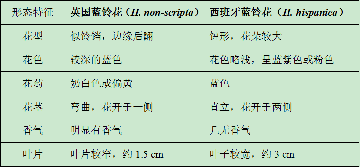 讓我碰見一個藍鈴花般的姑娘？——小記英國鄉(xiāng)土野花寶貝