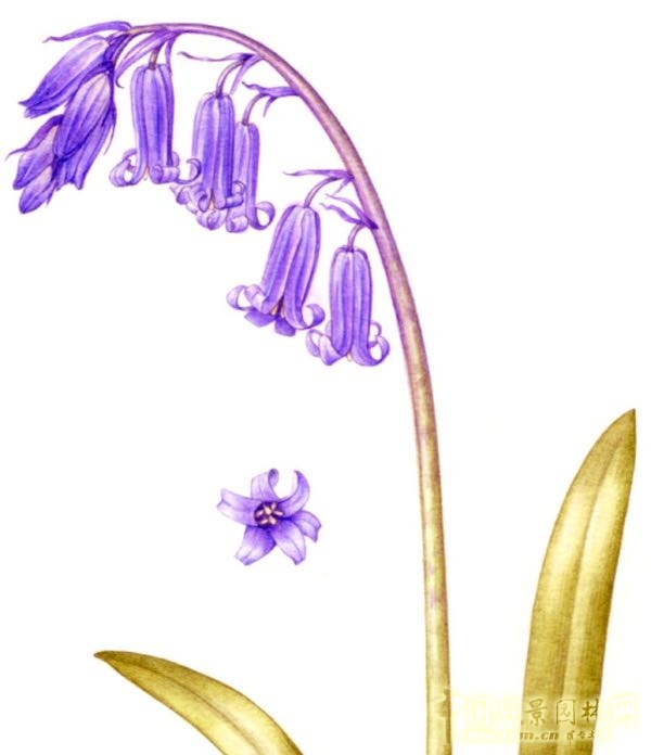 讓我碰見一個藍鈴花般的姑娘？——小記英國鄉土野花寶貝