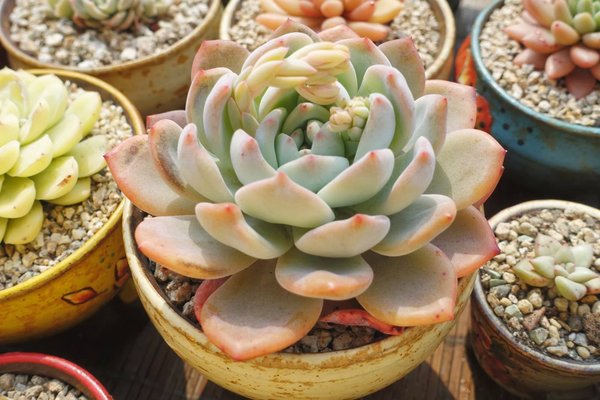 多肉植物在夏天竟然也會(huì)長(zhǎng)老年斑
