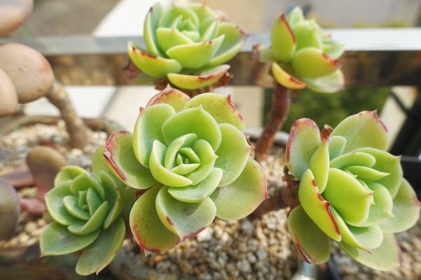 多肉植物在夏天竟然也會(huì)長(zhǎng)老年斑