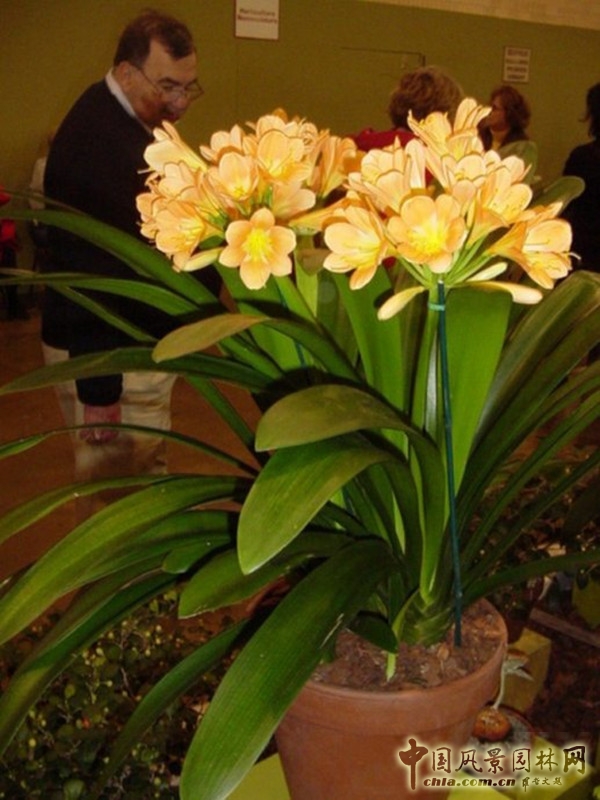 走近美國(guó)費(fèi)城花展