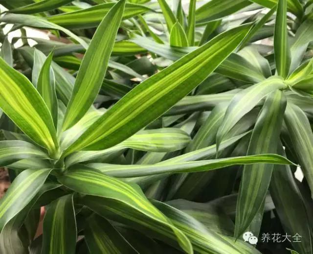 家庭養(yǎng)花：適合衛(wèi)生間種植的7種植物