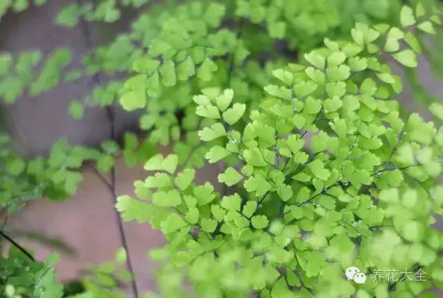 家庭養(yǎng)花：適合衛(wèi)生間種植的7種植物