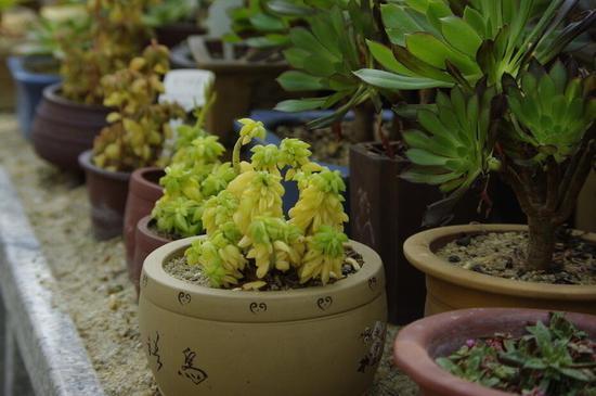 日常簡單的植物養(yǎng)護(hù)知識