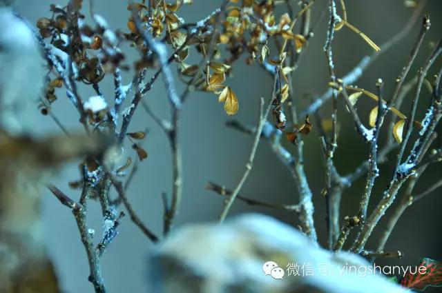 墨爻盆景作品：片片互玲瓏，飛揚(yáng)玉漏終。——《山澗小雪》