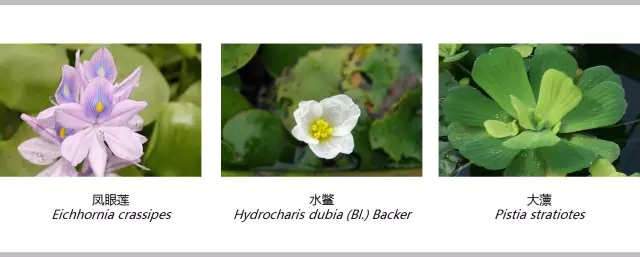 河道景觀植物搭配你知道嗎？