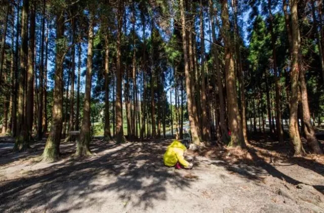 如何讓植物成為兒童活動場地的主角？