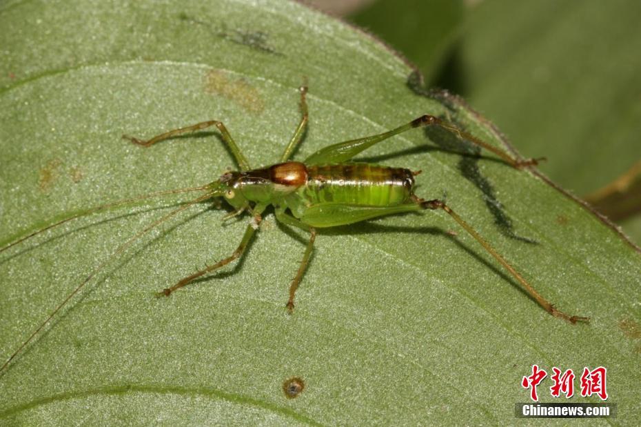 三峽大老嶺自然保護(hù)區(qū)發(fā)現(xiàn)3種昆蟲新物種