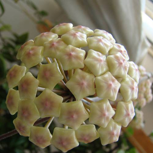 請(qǐng)您欣賞：美麗的球形花卉