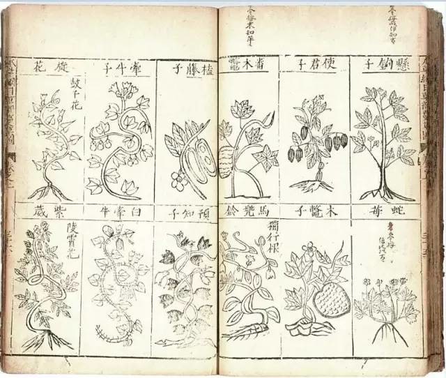 植物科學(xué)畫(huà)：深藏功與名