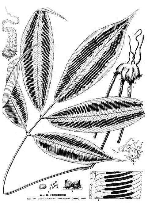 植物科學(xué)畫(huà)：深藏功與名