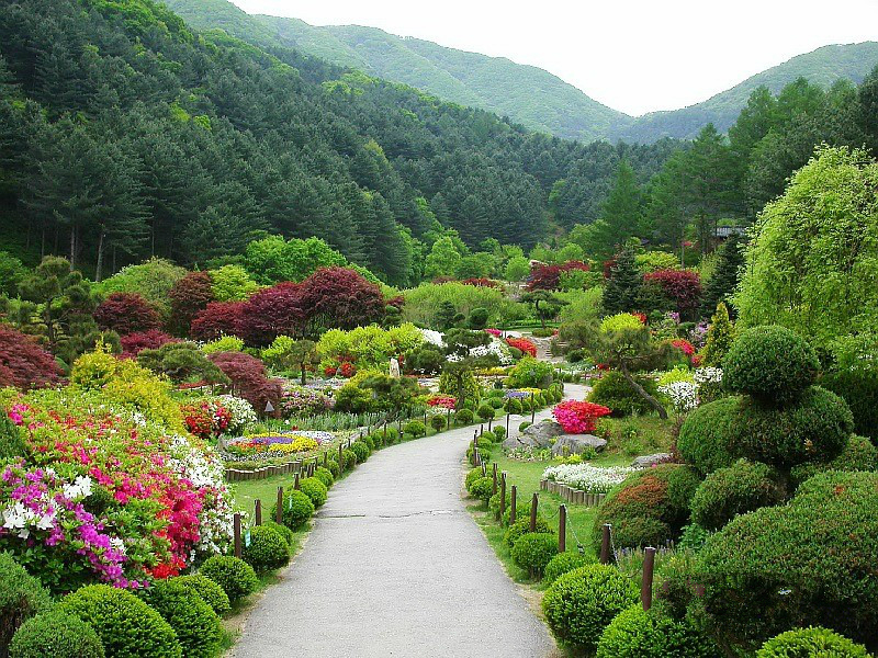 京畿道加平晨靜樹(shù)木園——賞楓賞菊的誘惑
