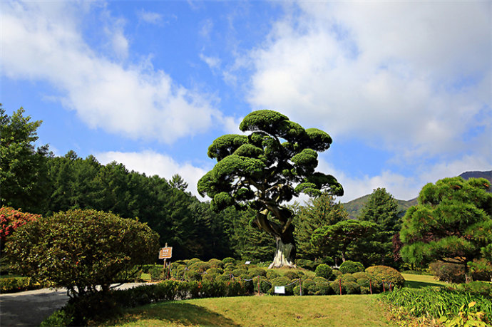 京畿道加平晨靜樹(shù)木園——賞楓賞菊的誘惑