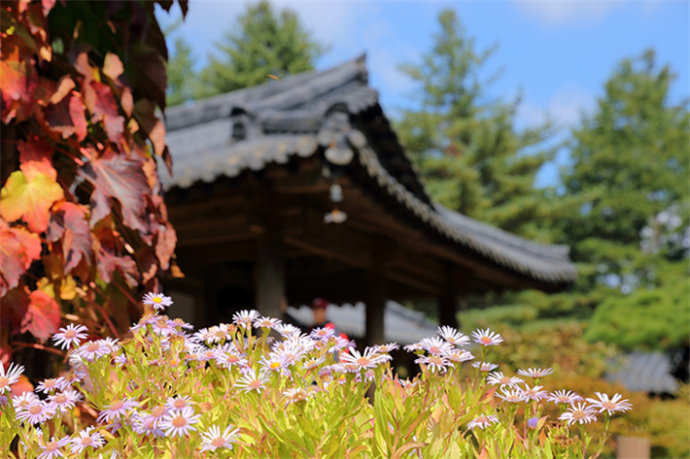 京畿道加平晨靜樹(shù)木園——賞楓賞菊的誘惑