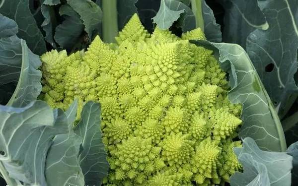 斐波那契花菜，植物也有數(shù)學秘密