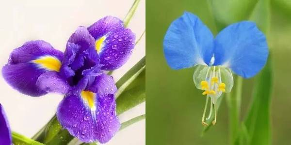 斐波那契花菜，植物也有數(shù)學秘密