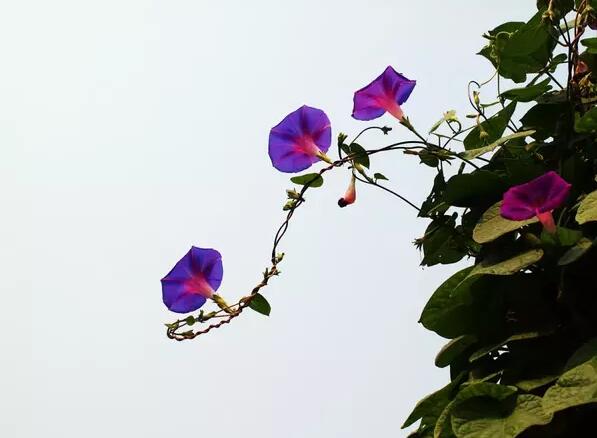 12生肖都有對(duì)應(yīng)的幸運(yùn)植物