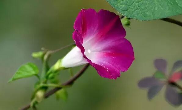 12生肖都有對(duì)應(yīng)的幸運(yùn)植物