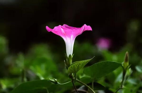 12生肖都有對(duì)應(yīng)的幸運(yùn)植物