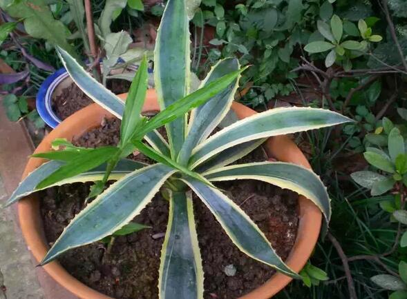 12生肖都有對(duì)應(yīng)的幸運(yùn)植物
