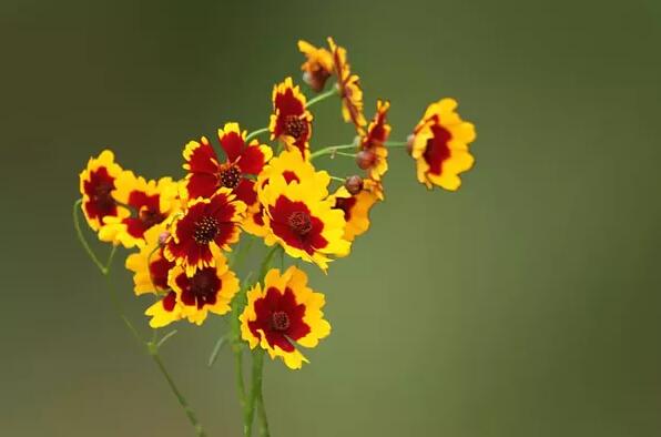 12生肖都有對(duì)應(yīng)的幸運(yùn)植物