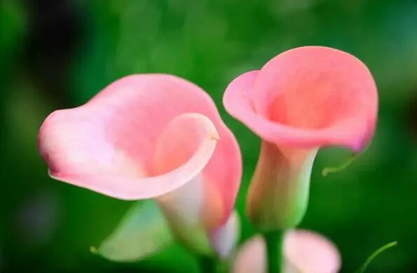 12生肖都有對(duì)應(yīng)的幸運(yùn)植物
