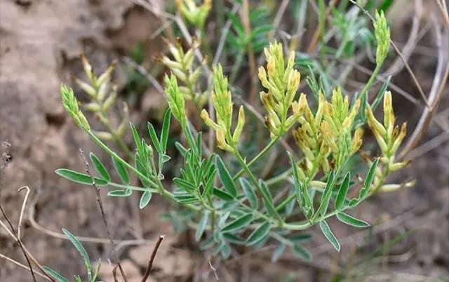 這些以“雞”為名的植物你認(rèn)識(shí)幾個(gè)？