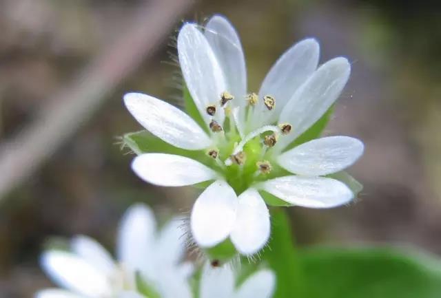 這些以“雞”為名的植物你認(rèn)識(shí)幾個(gè)？
