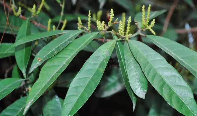 這些以“雞”為名的植物你認(rèn)識(shí)幾個(gè)？