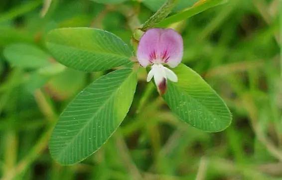 這些以“雞”為名的植物你認(rèn)識(shí)幾個(gè)？