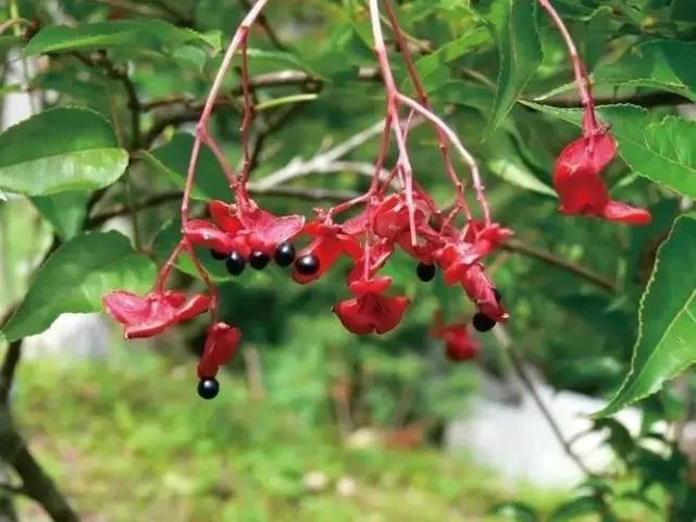 這些以“雞”為名的植物你認(rèn)識(shí)幾個(gè)？