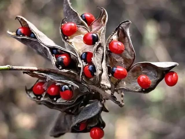 這些以“雞”為名的植物你認識幾個？