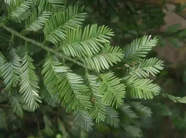 這些以“雞”為名的植物你認識幾個？