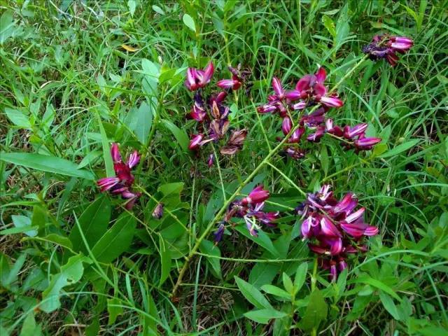 這些以“雞”為名的植物你認識幾個？
