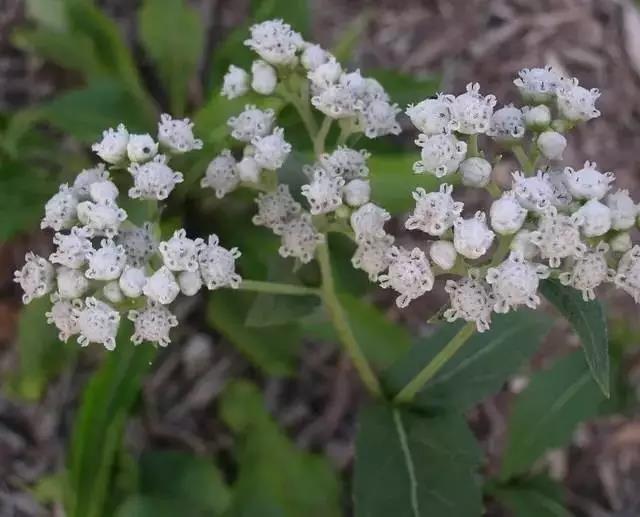 這些以“雞”為名的植物你認識幾個？
