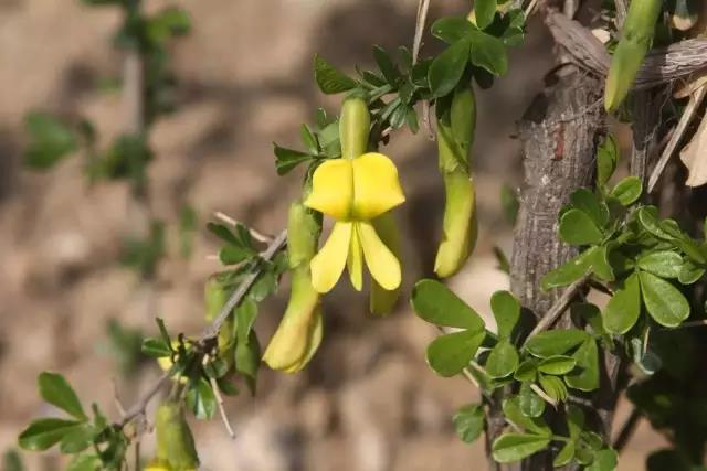 這些以“雞”為名的植物你認識幾個？