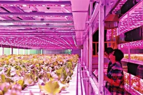 日本東芝“植物工廠”關(guān)門給我們的教訓(xùn)