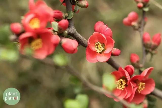六種你不能錯(cuò)過的早春開花的最美灌木