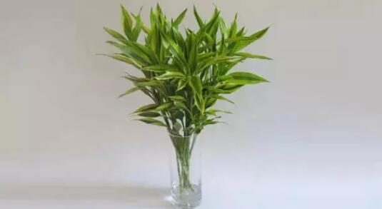 2017年養(yǎng)這些植物最旺財運
