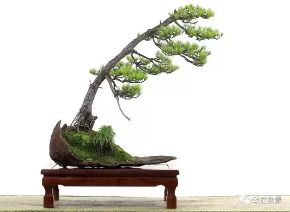 盆景知識：栽培與養(yǎng)護的九個要素