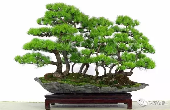 盆景知識：栽培與養(yǎng)護的九個要素