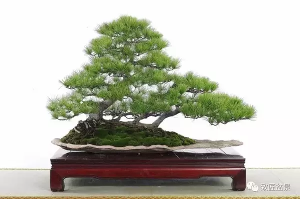 盆景知識：栽培與養(yǎng)護的九個要素