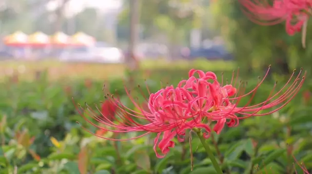 這些美麗卻危險(xiǎn)的花木，注意保持距離！